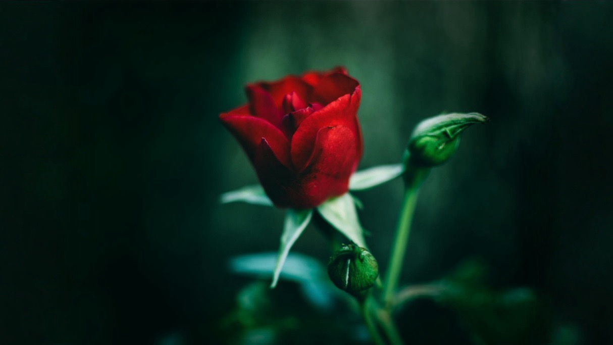 Love, Pain, and Growth: A Space for Transformation