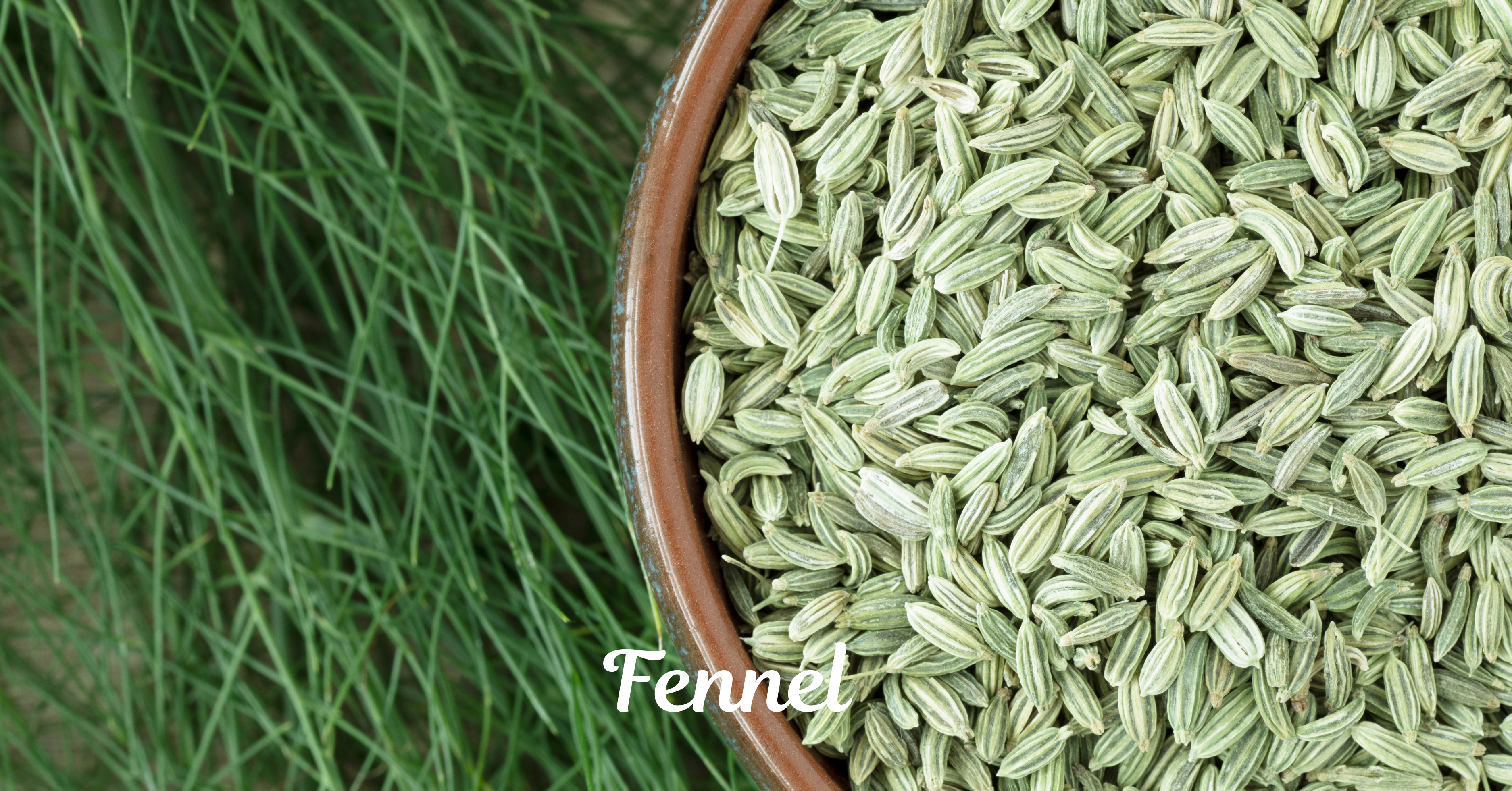 Fennel