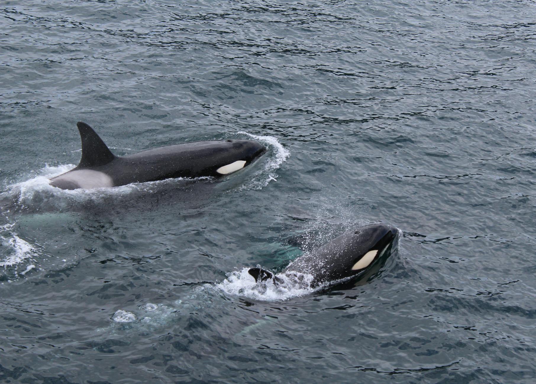 two black and white dolphins on body of water