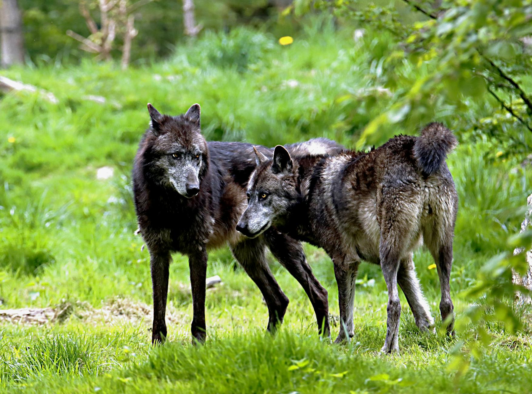 Wolves Would Have Come Back Without Help
